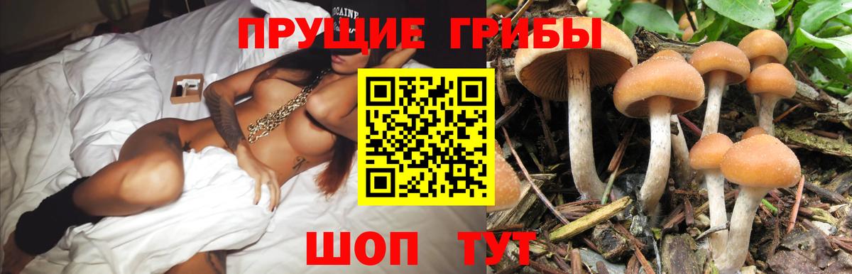 Псилоцибиновые грибы мицелий Брянск